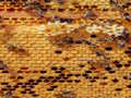 Logħba Jigsaw tan-Naħal  onlajn