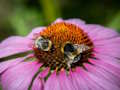 Logħba Jigsaw Coneflower Vjola  onlajn