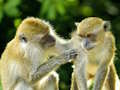 Logħba Monkey Jigsaw onlajn