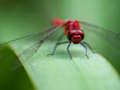 Logħba Dragon Fly Jigsaw onlajn