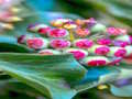 Logħba Jigsaw tal-Pjanti tal-Ivy  onlajn
