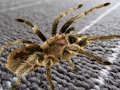 Logħba Differenza Moħbija Spider  onlajn