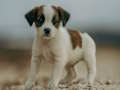 Logħba Jack Russell Jigsaw onlajn