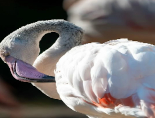 Logħba Flamingo Bird Jigsaw onlajn
