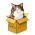 Sib il-qattus online